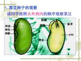 冀教版八上生物3.1.1种子萌发的过程 课件