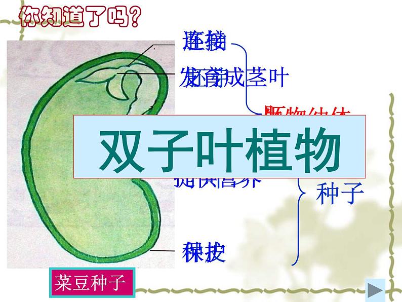 冀教版八上生物3.1.1种子萌发的过程 课件04