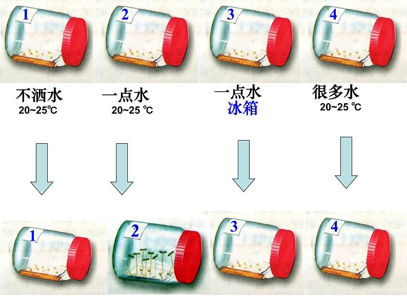 冀教版八上生物 3.1.2种子萌发的条件 课件08