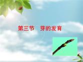 冀教版八上生物 3.1.3芽的发育 课件