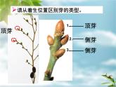 冀教版八上生物 3.1.3芽的发育 课件