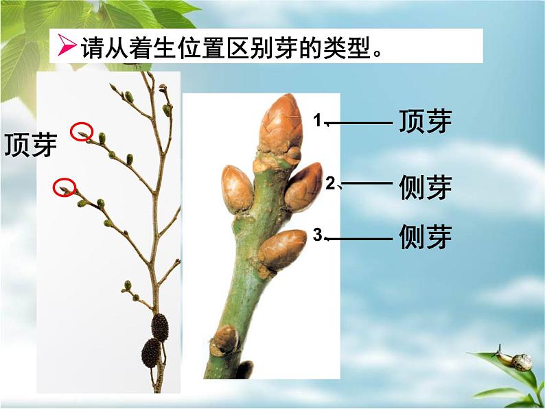 冀教版八上生物 3.1.3芽的发育 课件03