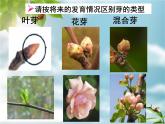 冀教版八上生物 3.1.3芽的发育 课件