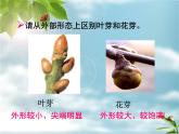 冀教版八上生物 3.1.3芽的发育 课件