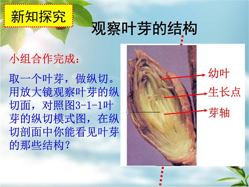 冀教版八上生物 3.1.3芽的发育 课件08