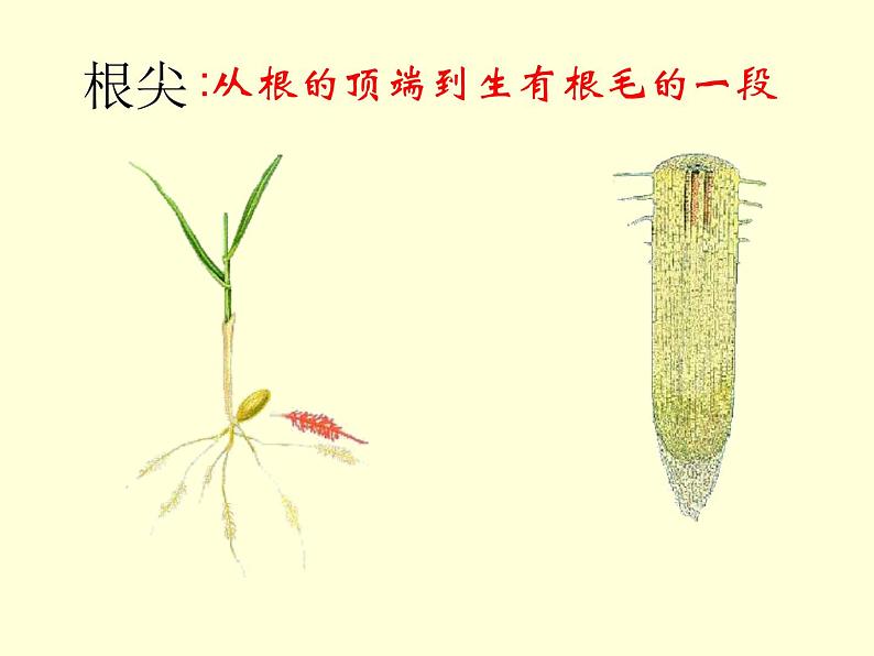 冀教版八上生物 3.2.1根的生长 课件08