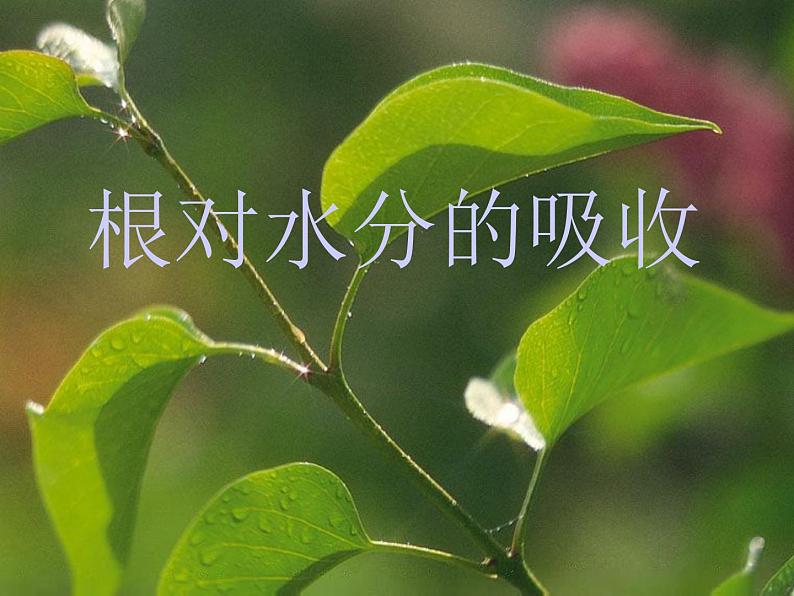 冀教版八上生物 3.2.2根对水分的吸收 课件01