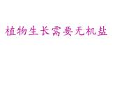 冀教版八上生物 3.2.3无机盐与植物的生长 课件