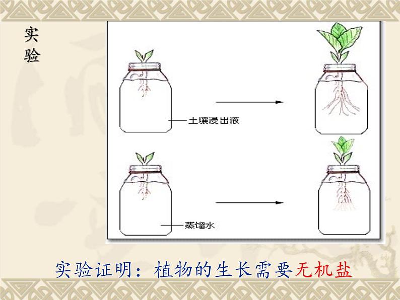 冀教版八上生物 3.2.3无机盐与植物的生长 课件04