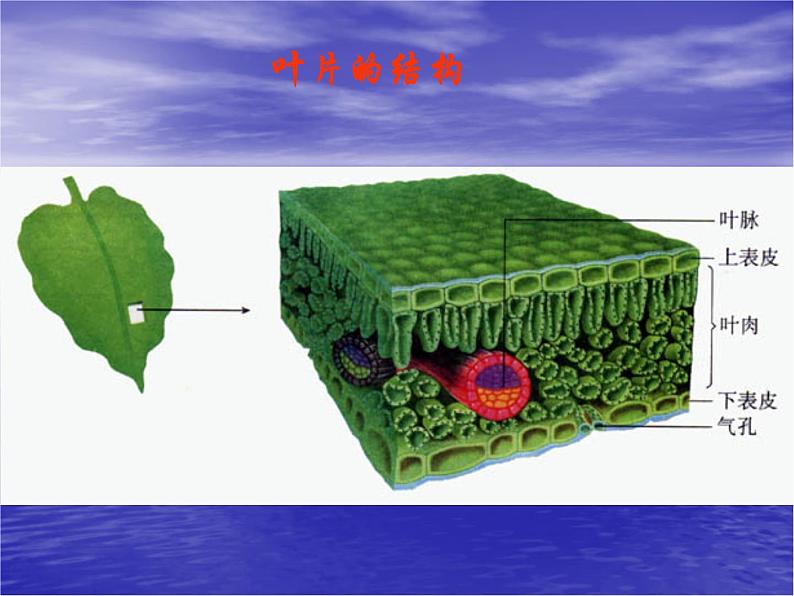 冀教版八上生物  3.3.3光合作用的场所 课件06