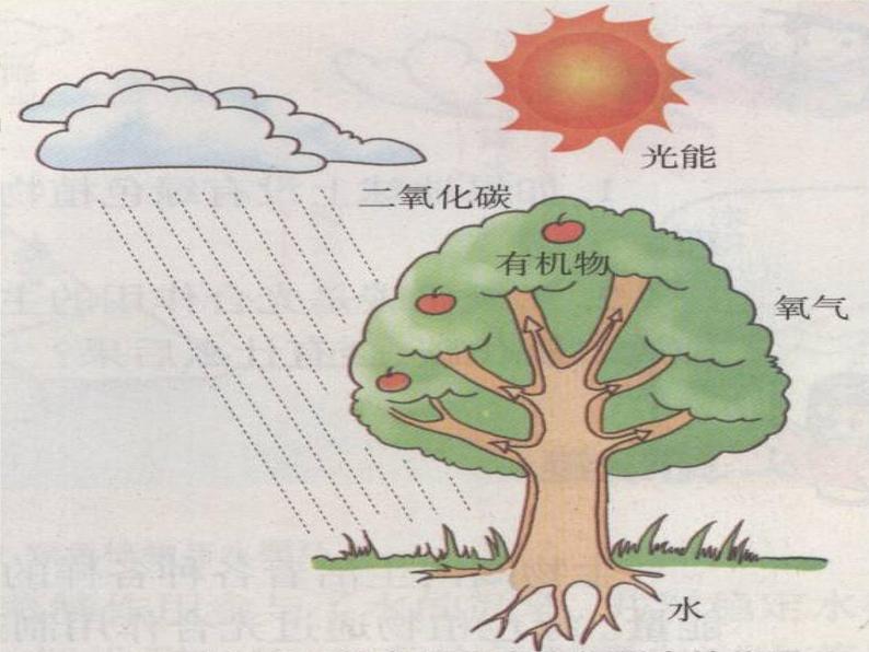 冀教版八上生物 3.5绿色植物在生物圈中的的作用 课件06