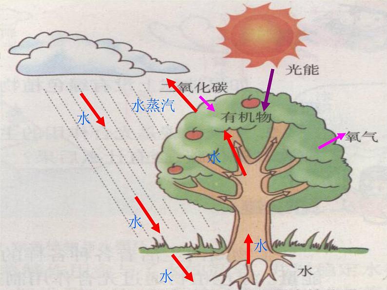 冀教版八上生物 3.5绿色植物在生物圈中的的作用 课件07