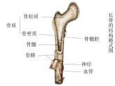 冀教版八上生物 4.1.2运动的完成 课件