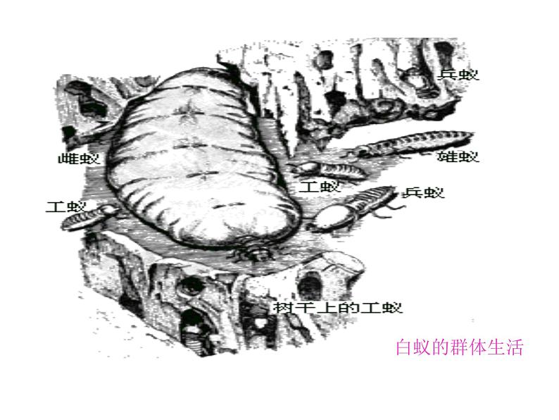 冀教版八上生物  4.2.2动物行为的类型 课件06