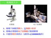 冀教版八上生物 5.1.2病毒 课件