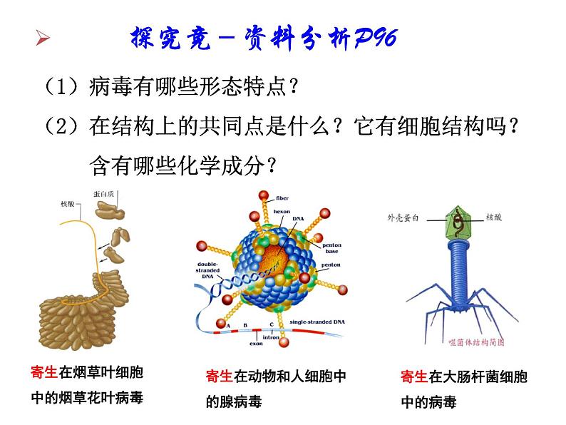 冀教版八上生物 5.1.2病毒 课件04