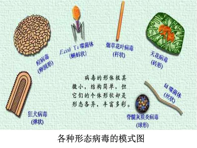 冀教版八上生物 5.1.2病毒 课件05