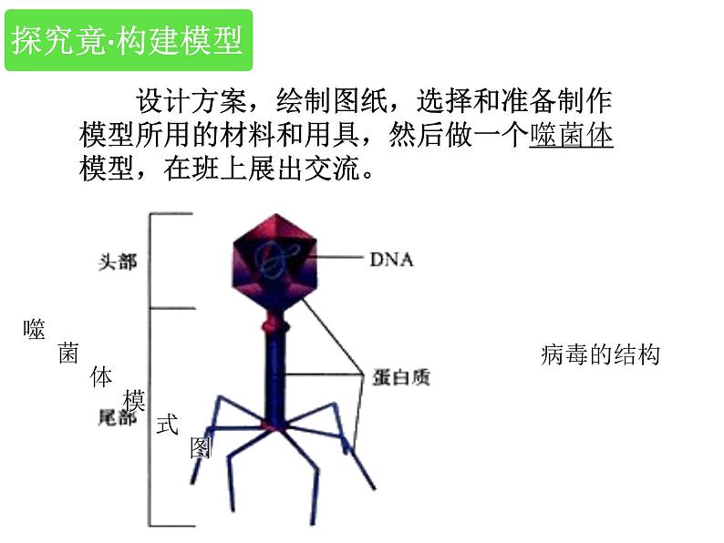 冀教版八上生物 5.1.2病毒 课件06