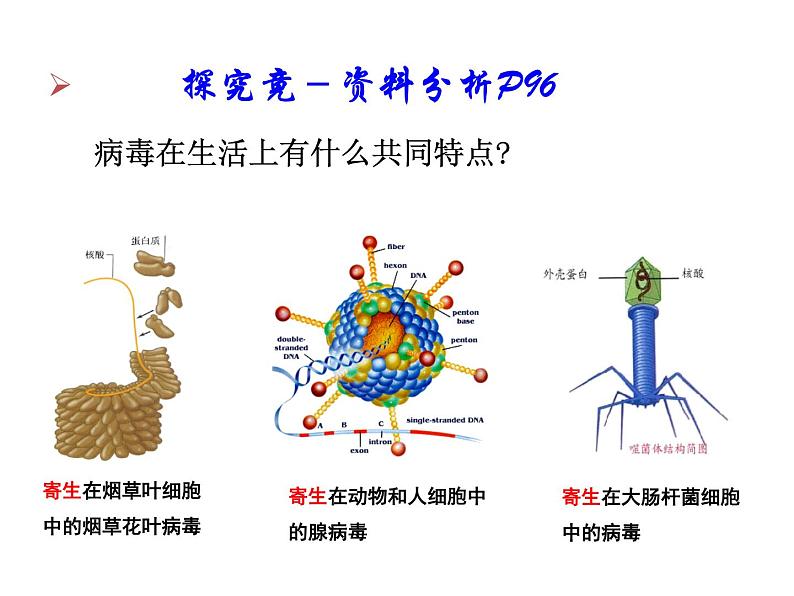 冀教版八上生物 5.1.2病毒 课件07