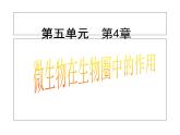 冀教版八上生物 5.4微生物在生物圈中的作用 课件