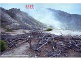 冀教版八上生物 5.4微生物在生物圈中的作用 课件