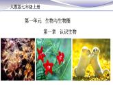 1.1.1 生物的特征 课件 人教版七年级上册生物(共22张PPT)