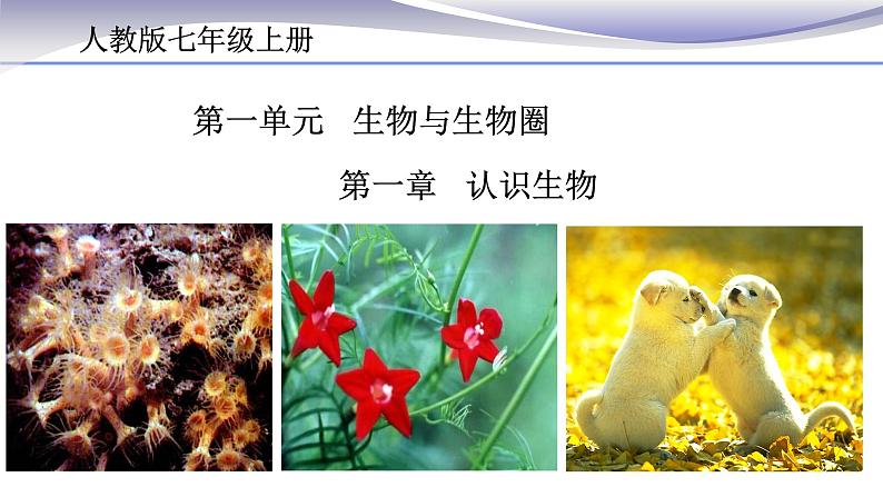 1.1.1 生物的特征 课件 人教版七年级上册生物(共22张PPT)01