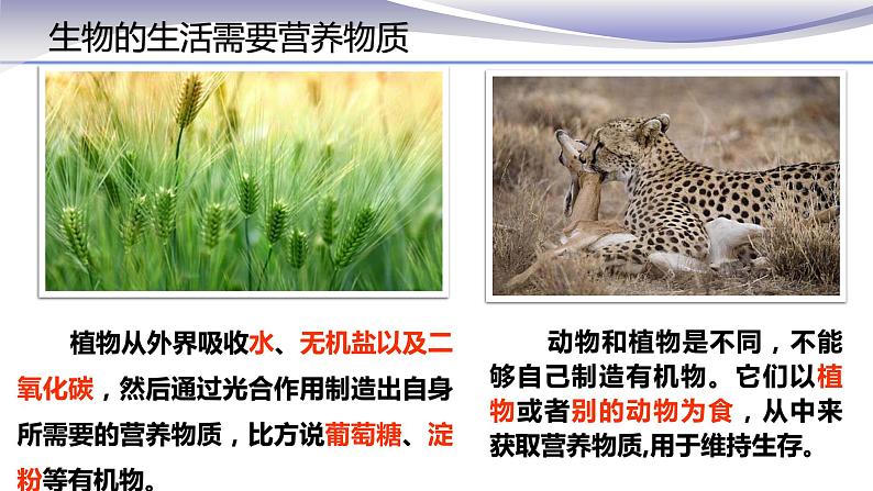 1.1.1 生物的特征 课件 人教版七年级上册生物(共22张PPT)07