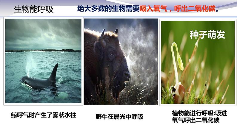 1.1.1 生物的特征 课件 人教版七年级上册生物(共22张PPT)08