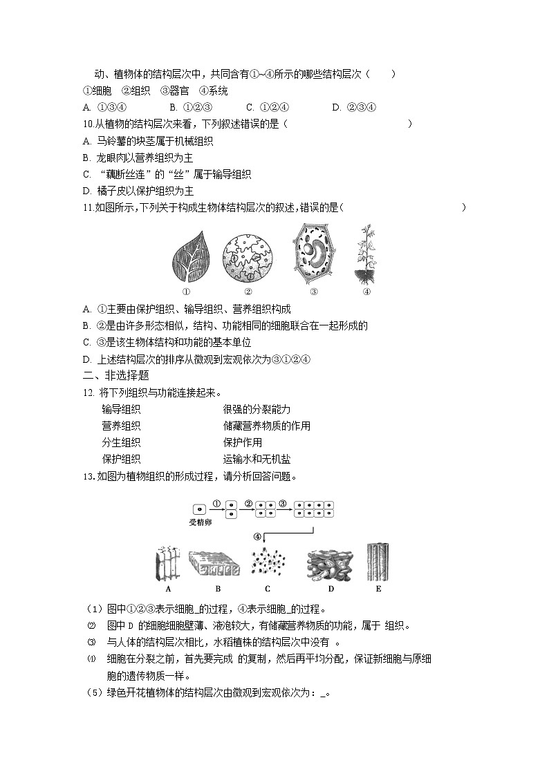 人教版生物七年级上册 第2单元 2.3 植物体的结构层次 同步练习题（解析版）02