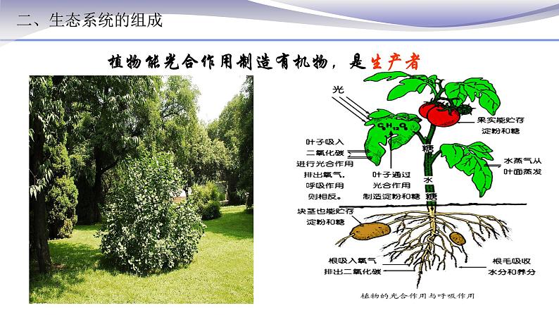 1.2.2 生物与环境组成生态系统 课件 人教版七年级上册生物06