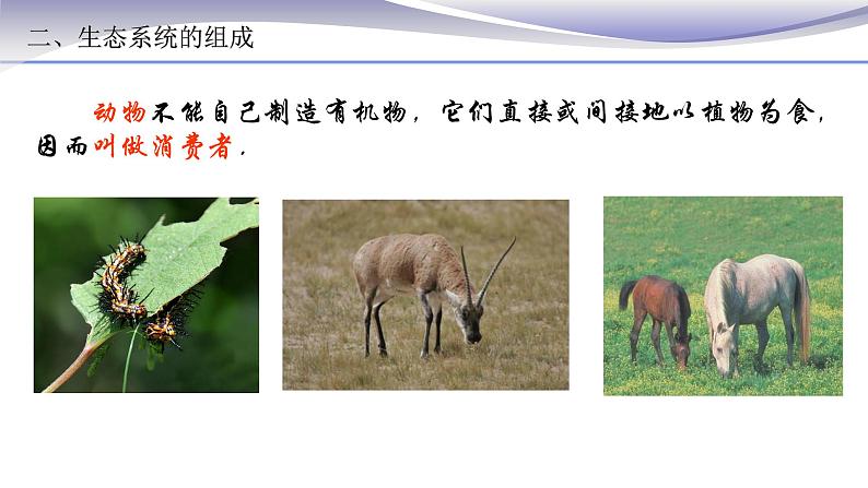 1.2.2 生物与环境组成生态系统 课件 人教版七年级上册生物07