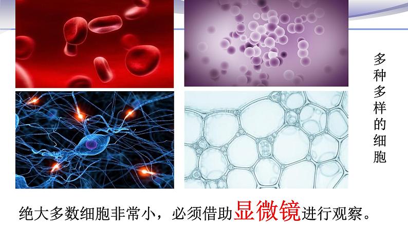 2.1.1 练习使用显微镜 课件 人教版七年级上册生物01