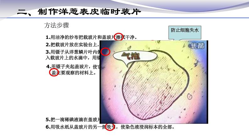 2.1.2 植物细胞 课件 人教版七年级上册生物第5页