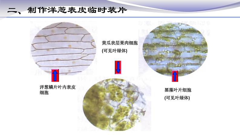 2.1.2 植物细胞 课件 人教版七年级上册生物第7页