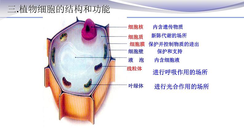 2.1.2 植物细胞 课件 人教版七年级上册生物第8页