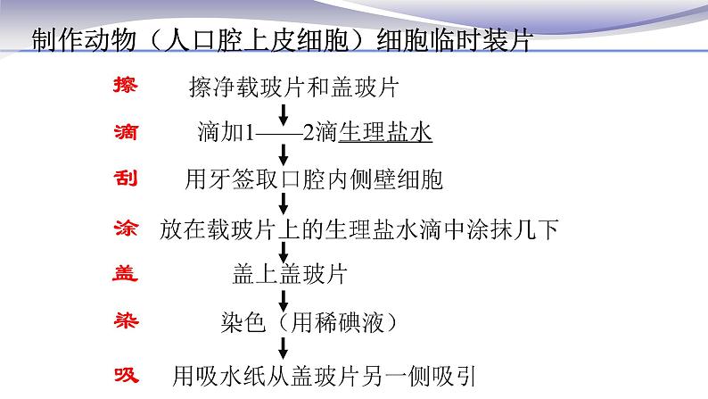 2.1.3 动物细胞 课件 人教版七年级上册生物04