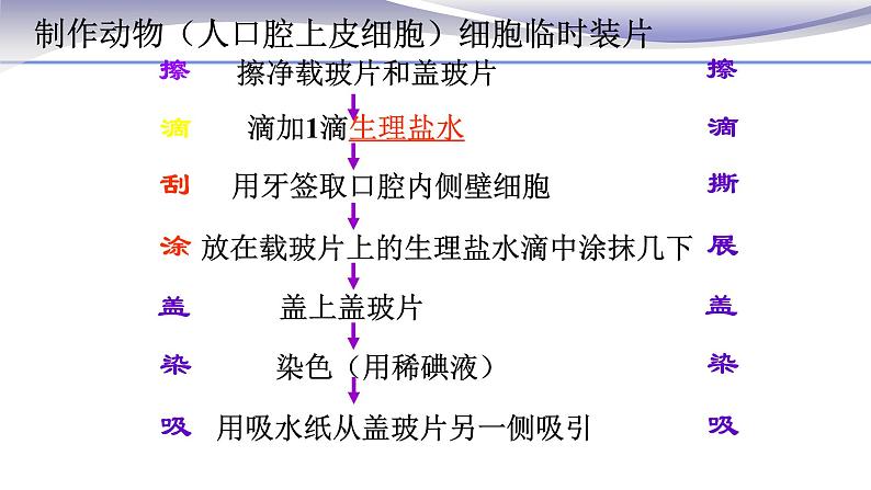 2.1.3 动物细胞 课件 人教版七年级上册生物06