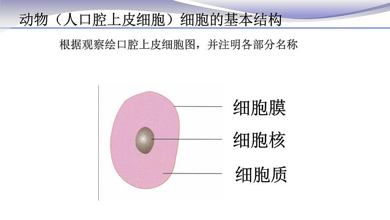 2.1.3 动物细胞 课件 人教版七年级上册生物08