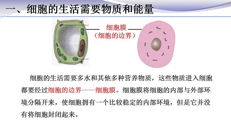 2.1.4 细胞的生活 课件 人教版七年级上册生物第7页