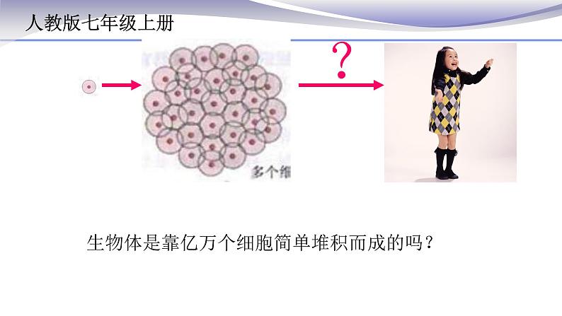 2.2.2 动物体的结构层次-课件-人教版七年级上册生物01