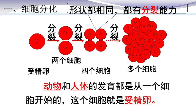 2.2.2 动物体的结构层次-课件-人教版七年级上册生物03