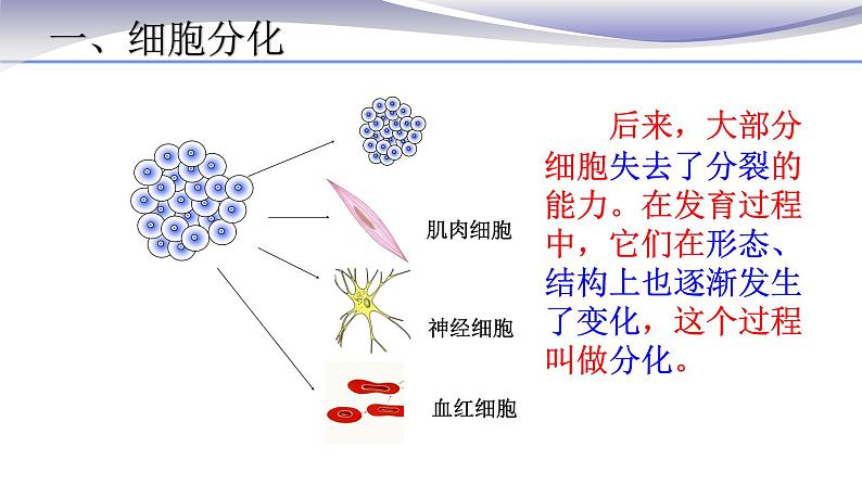 2.2.2 动物体的结构层次-课件-人教版七年级上册生物05