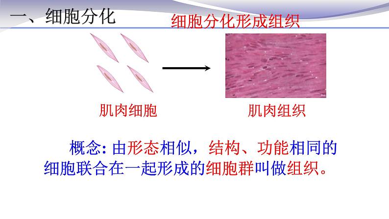 2.2.2 动物体的结构层次-课件-人教版七年级上册生物06