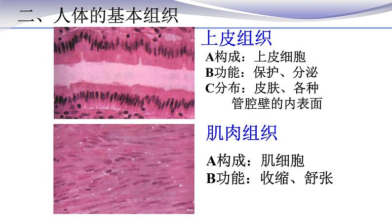 2.2.2 动物体的结构层次-课件-人教版七年级上册生物08