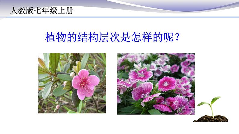 2.2.3 植物体的结构层次 课件 人教版七年级上册生物第2页