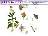 2.2.3 植物体的结构层次 课件 人教版七年级上册生物