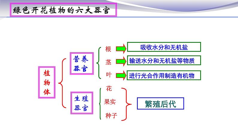 2.2.3 植物体的结构层次 课件 人教版七年级上册生物第5页