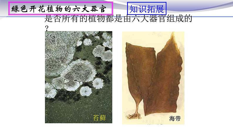 2.2.3 植物体的结构层次 课件 人教版七年级上册生物第6页