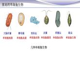 2.2.4 单细胞生物 课件 人教版七年级上册生物